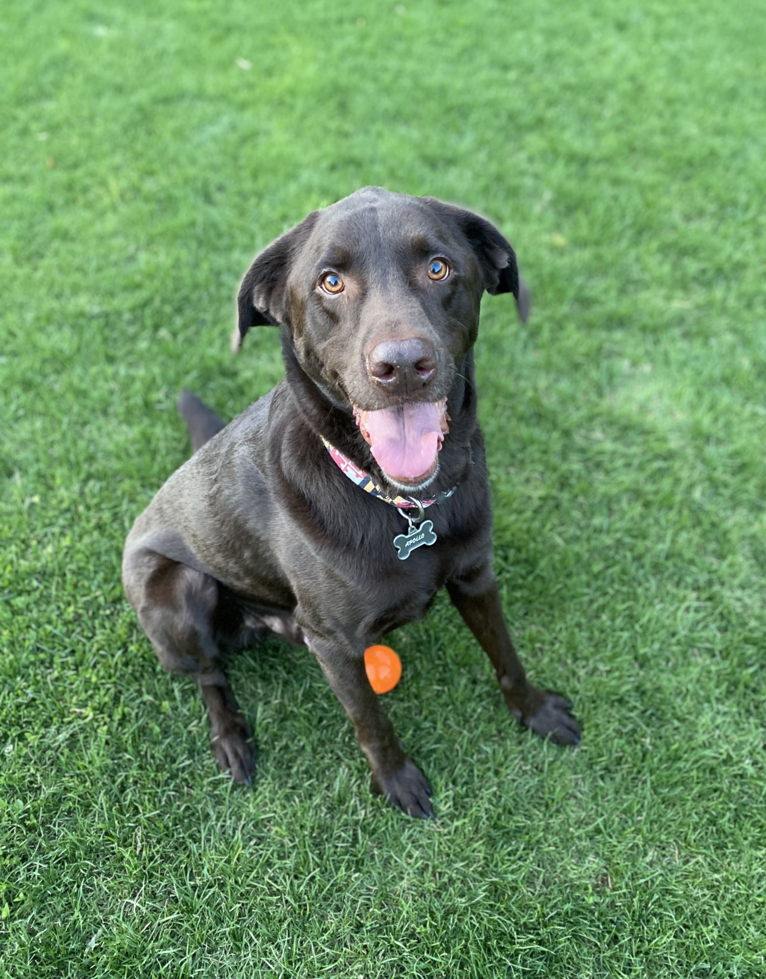 Apollo, a chocolate Labrador, sitting in the grass