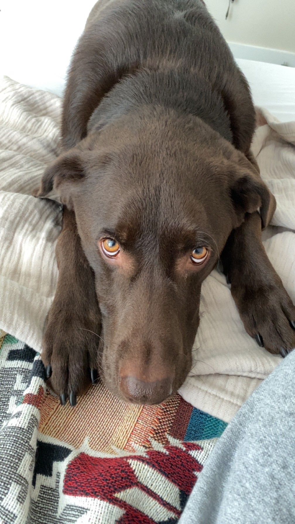 Apollo, a chocolate Labrador
