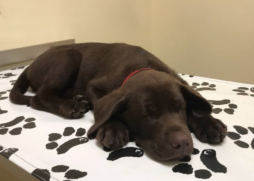 Puppy Apollo