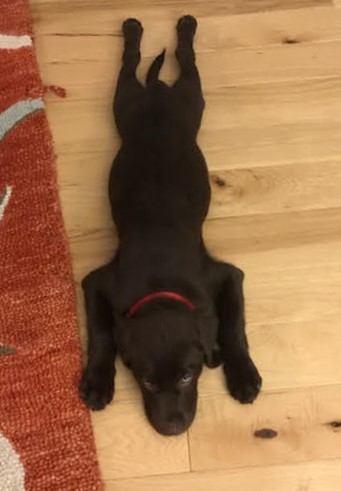 Puppy Apollo