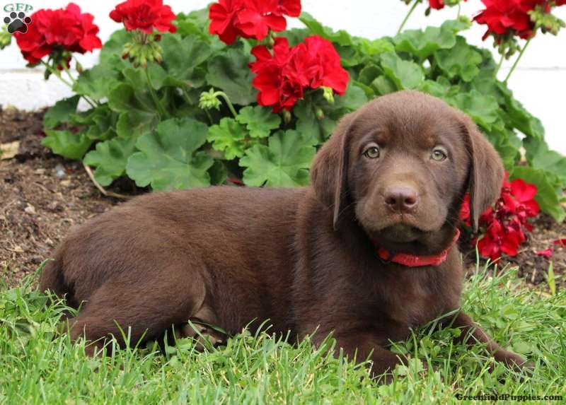 Puppy Apollo