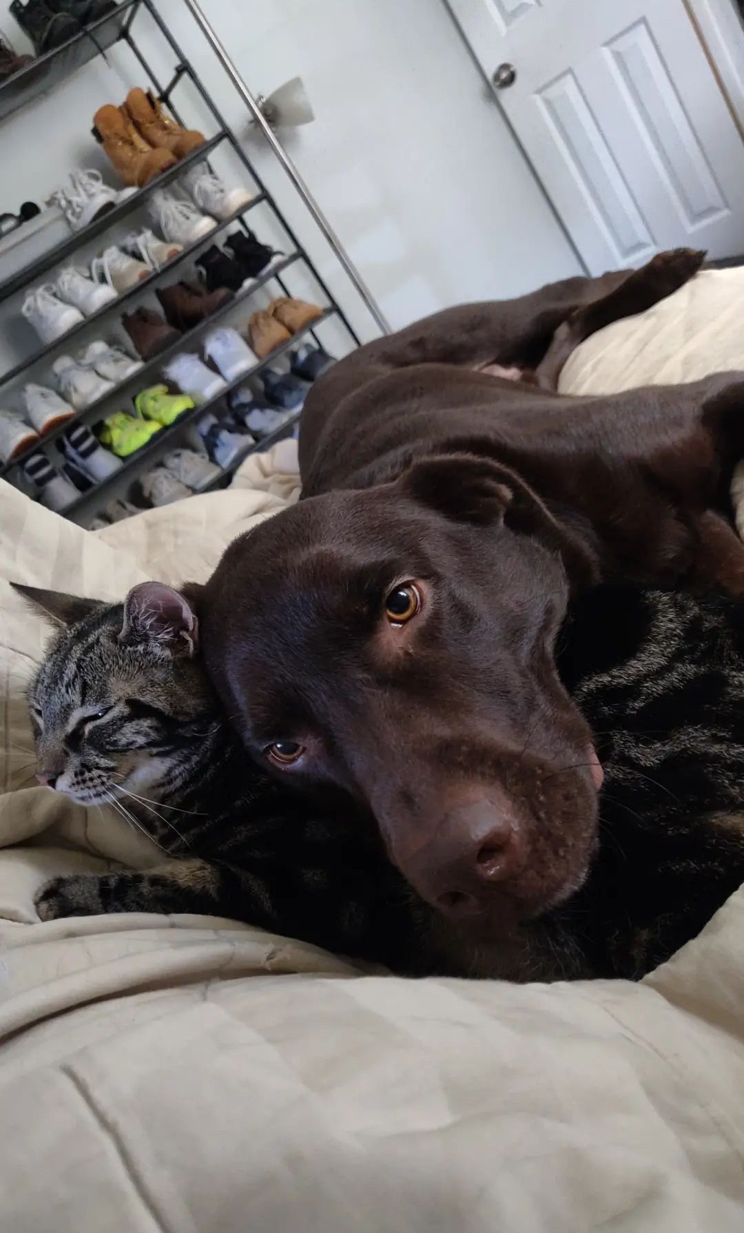 Apollo, Roger & Sesame