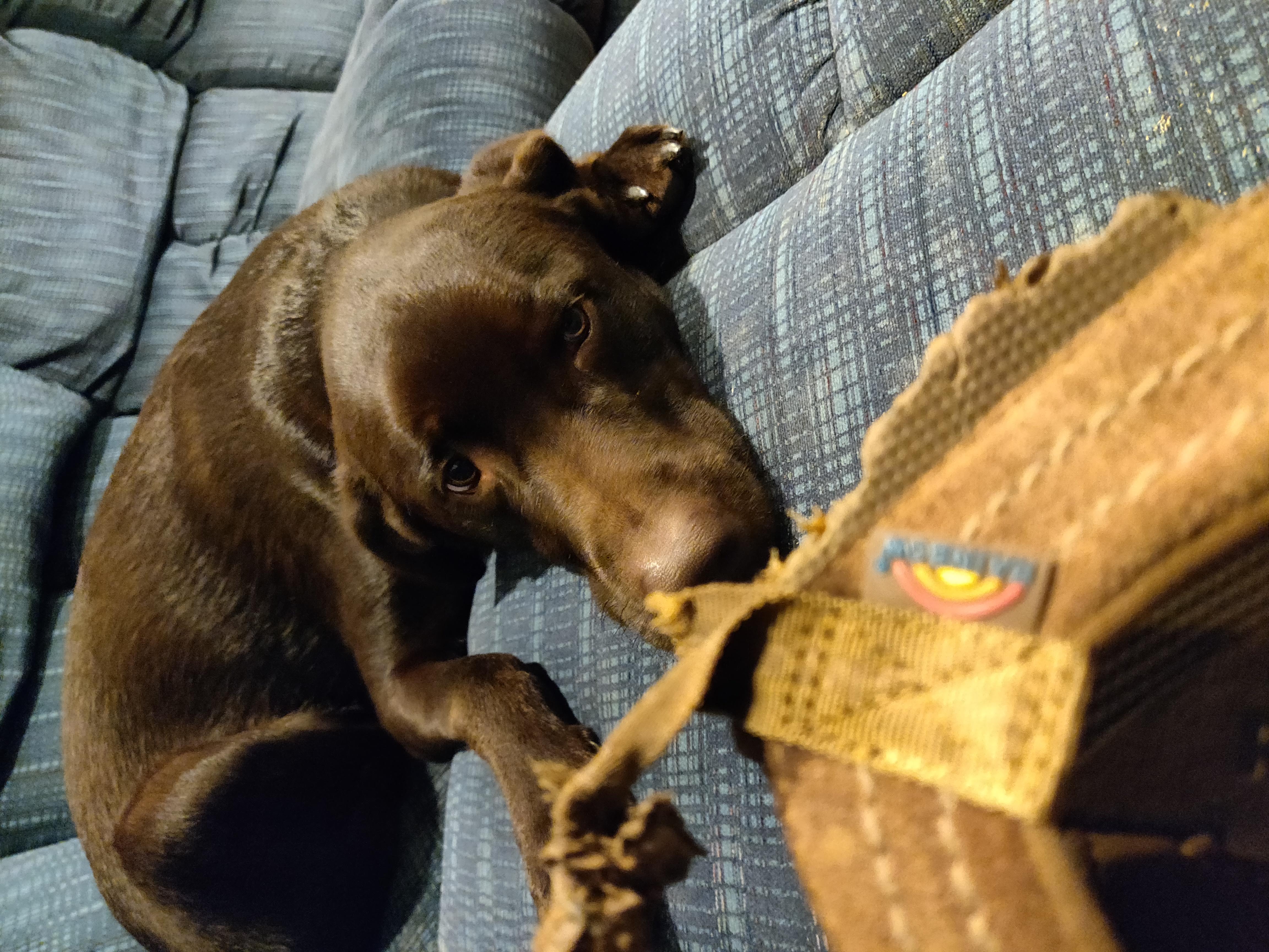 Chewed up