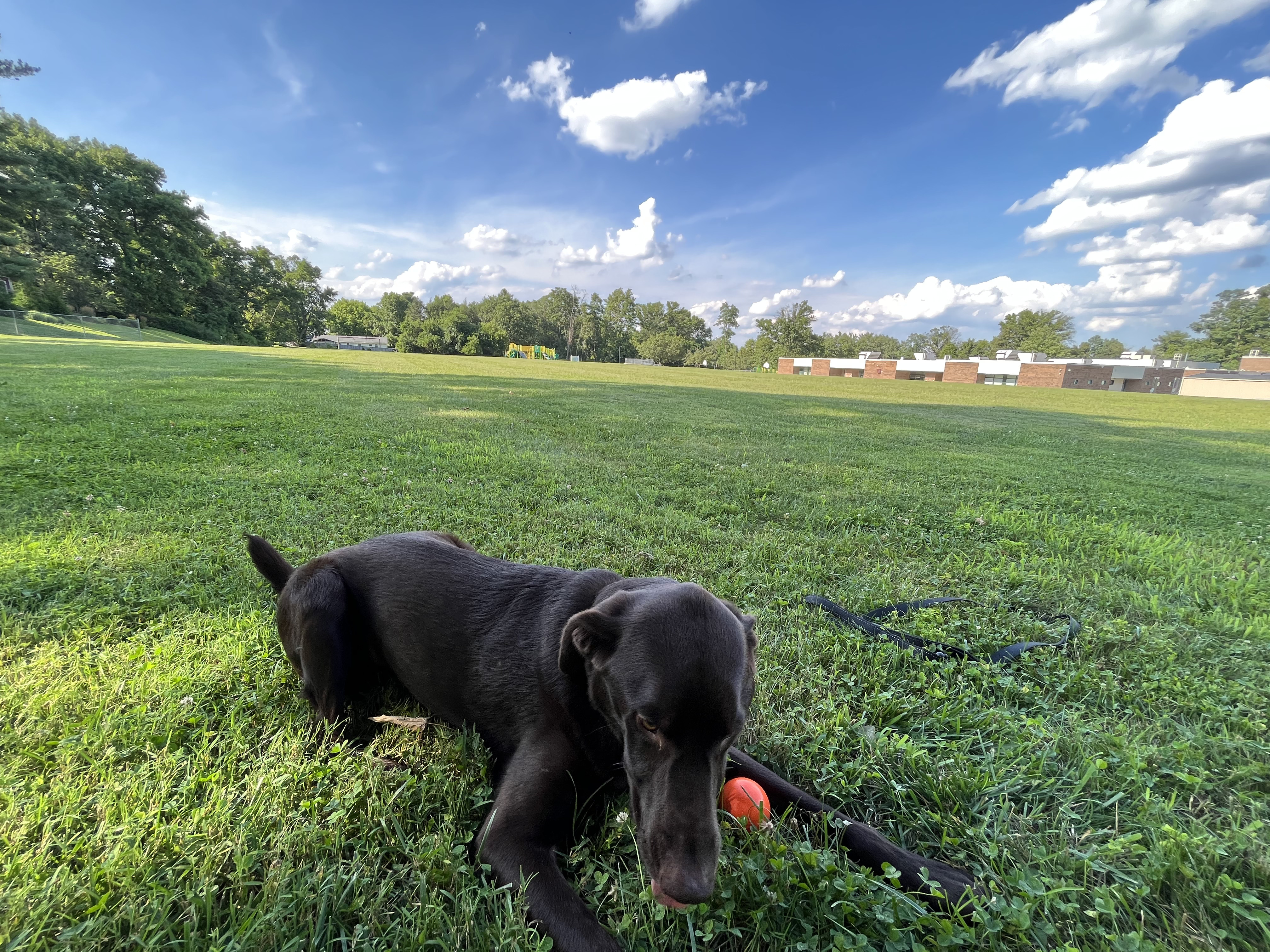 Running in the field