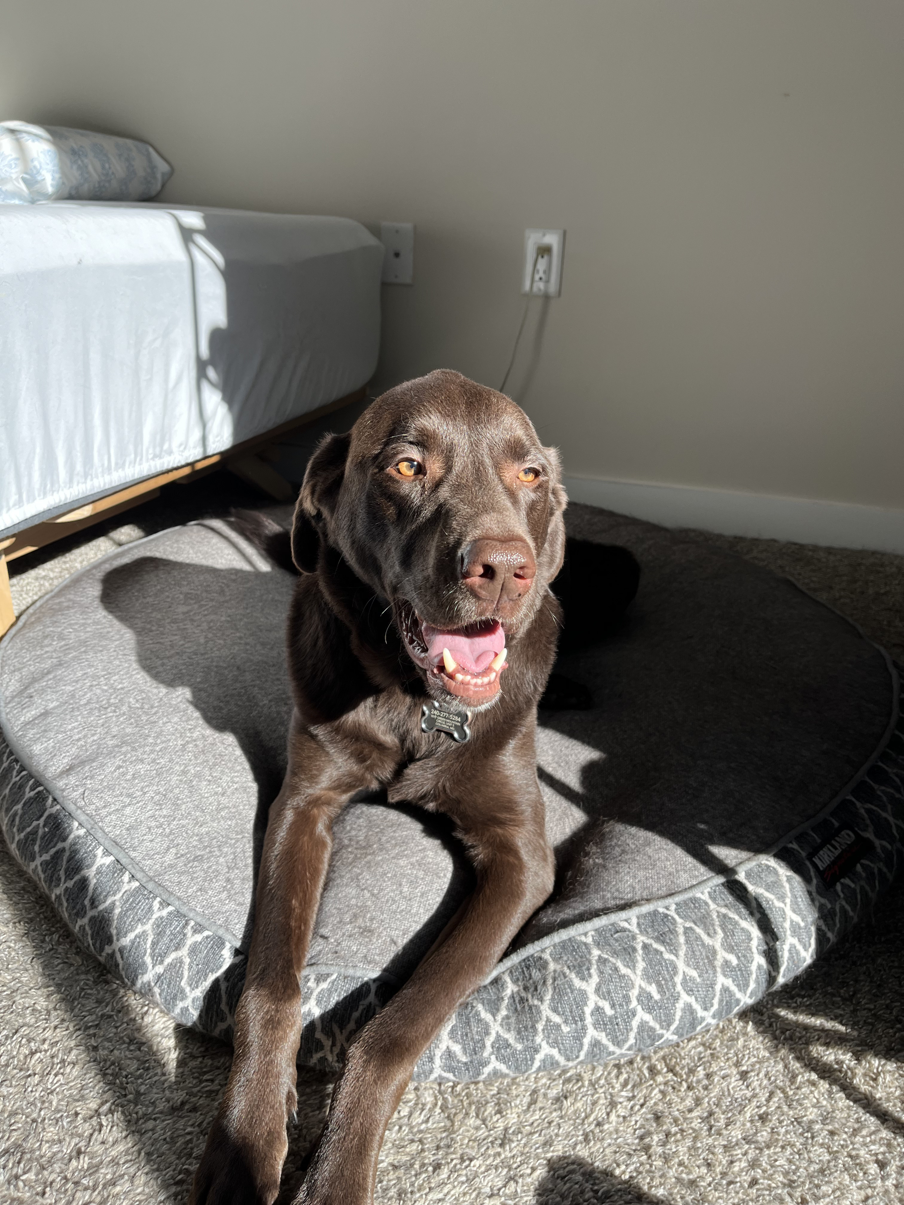 Apollo at home