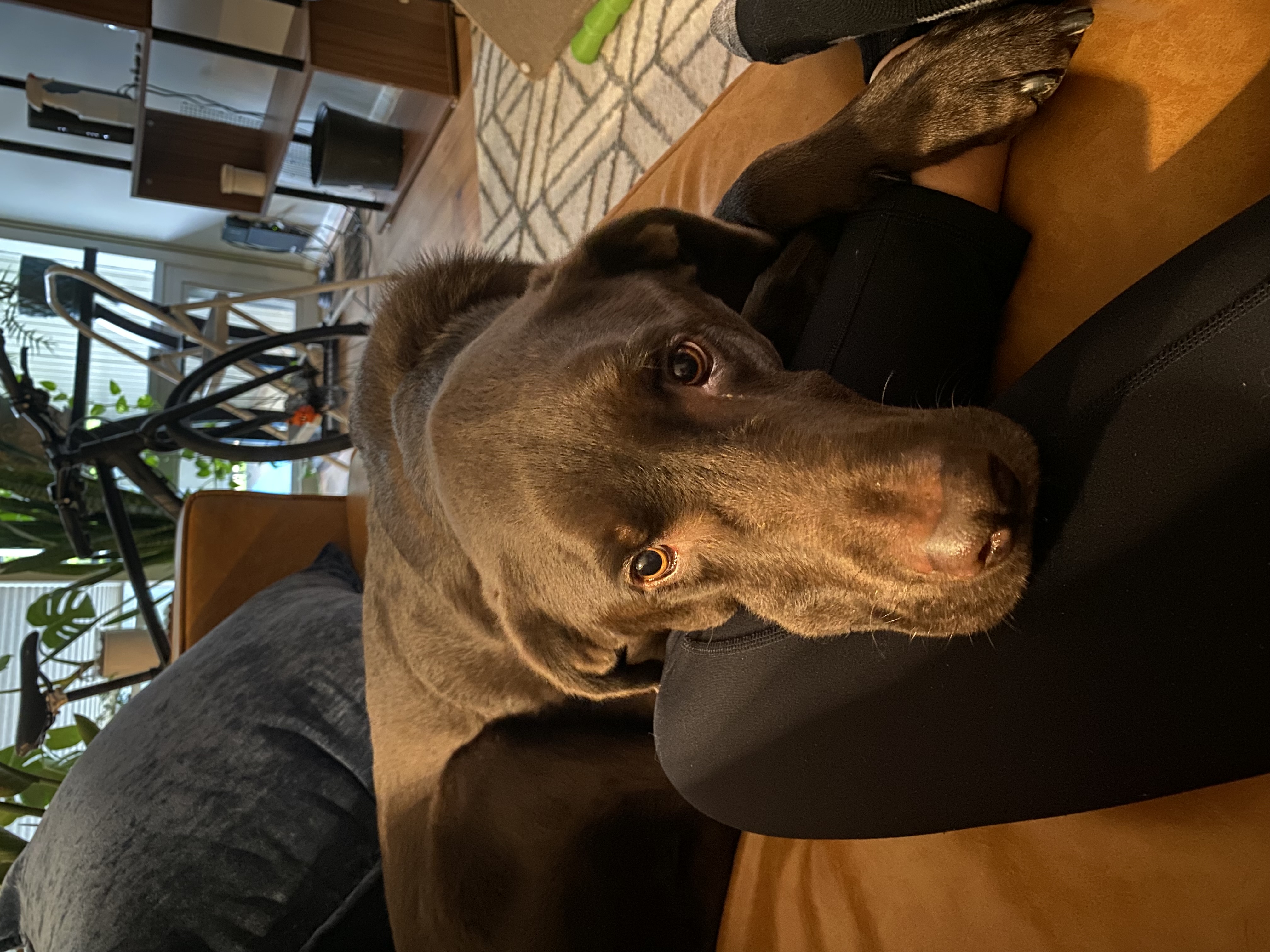Apollo at home