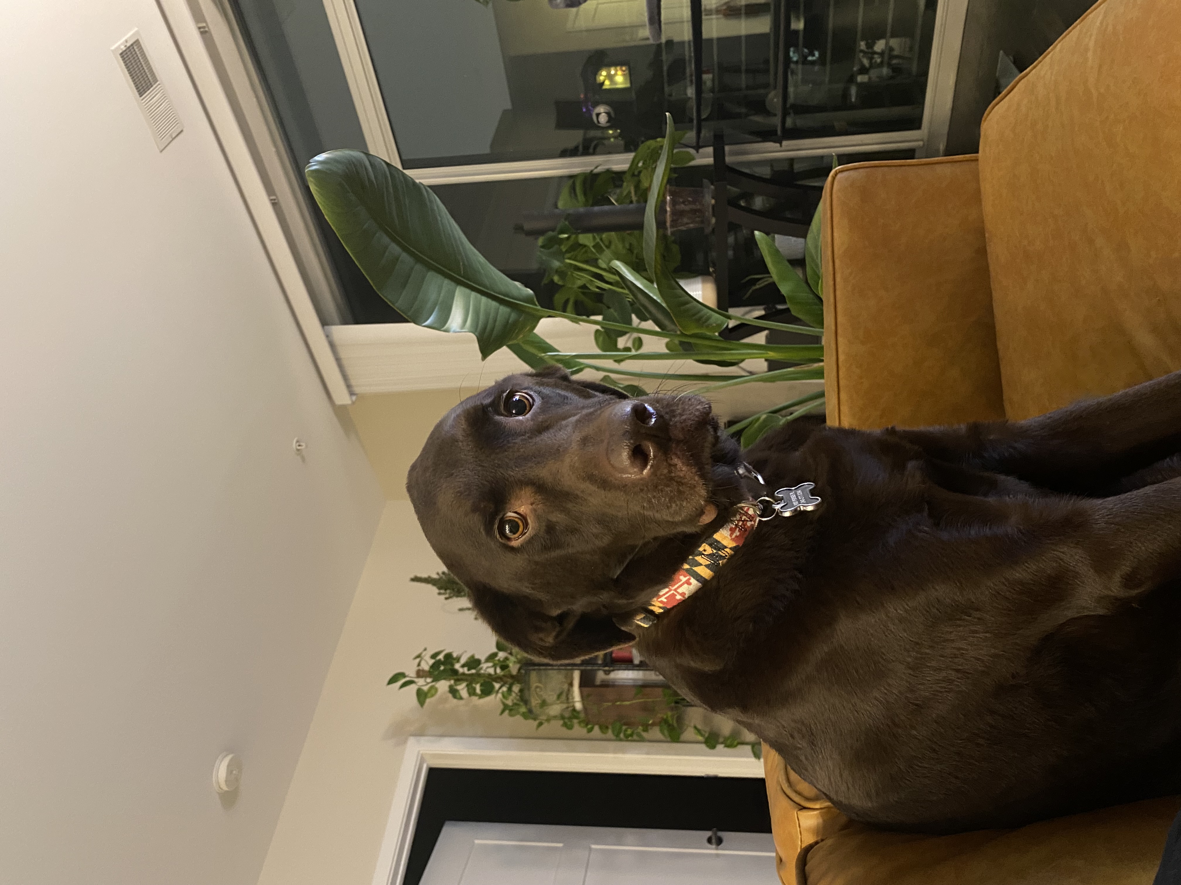 Apollo at home