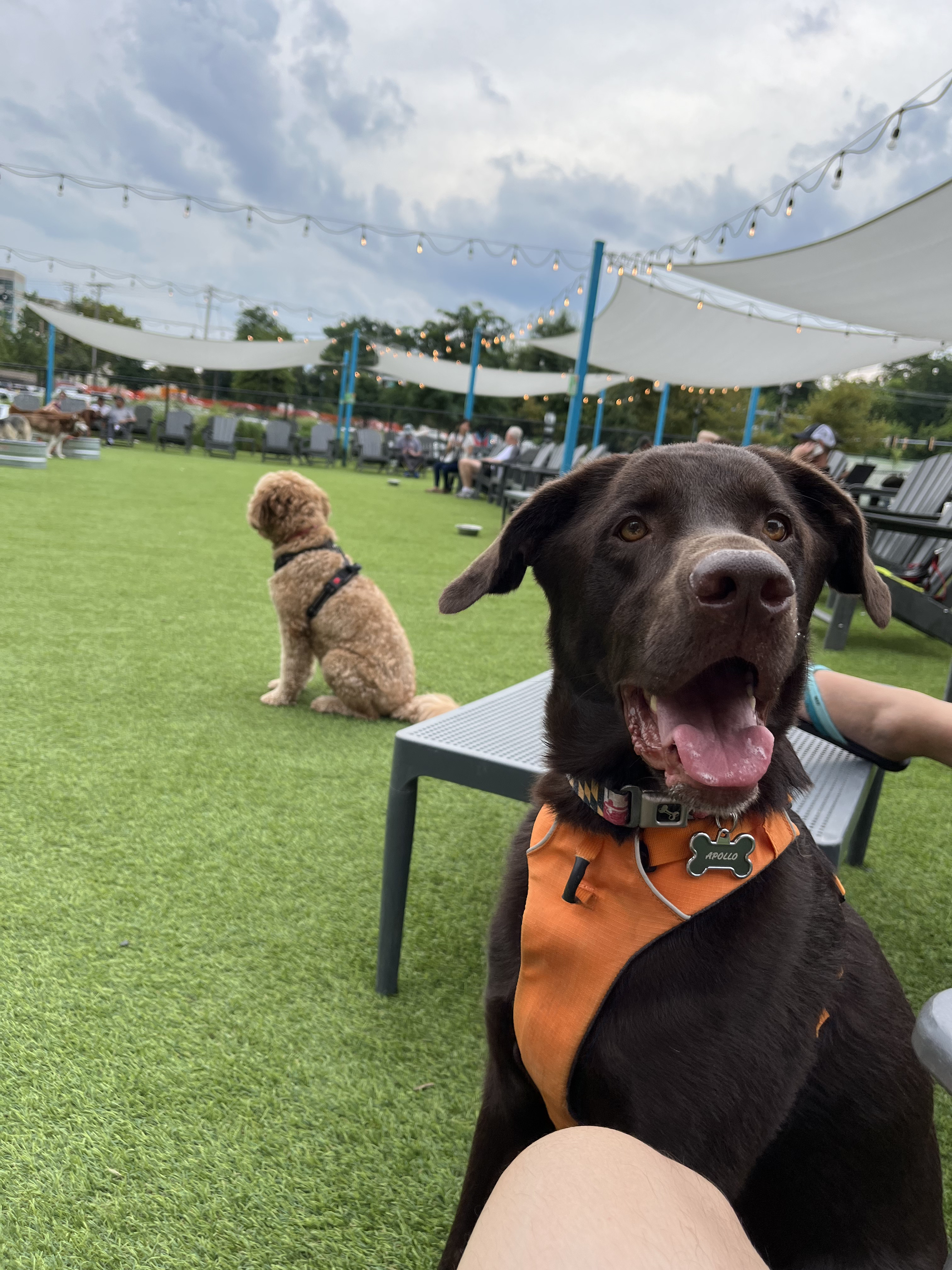 Bark Social
