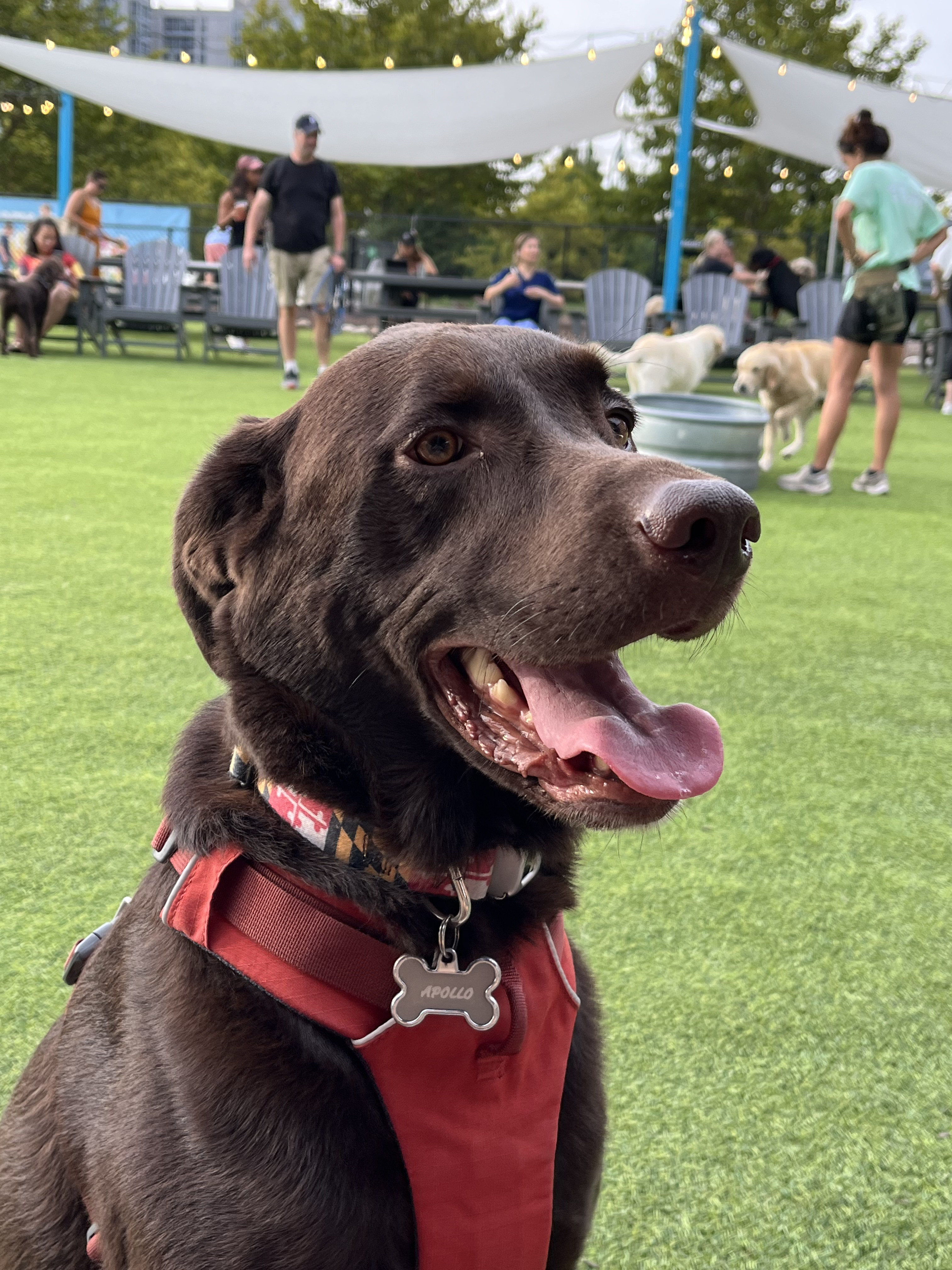 Bark Social