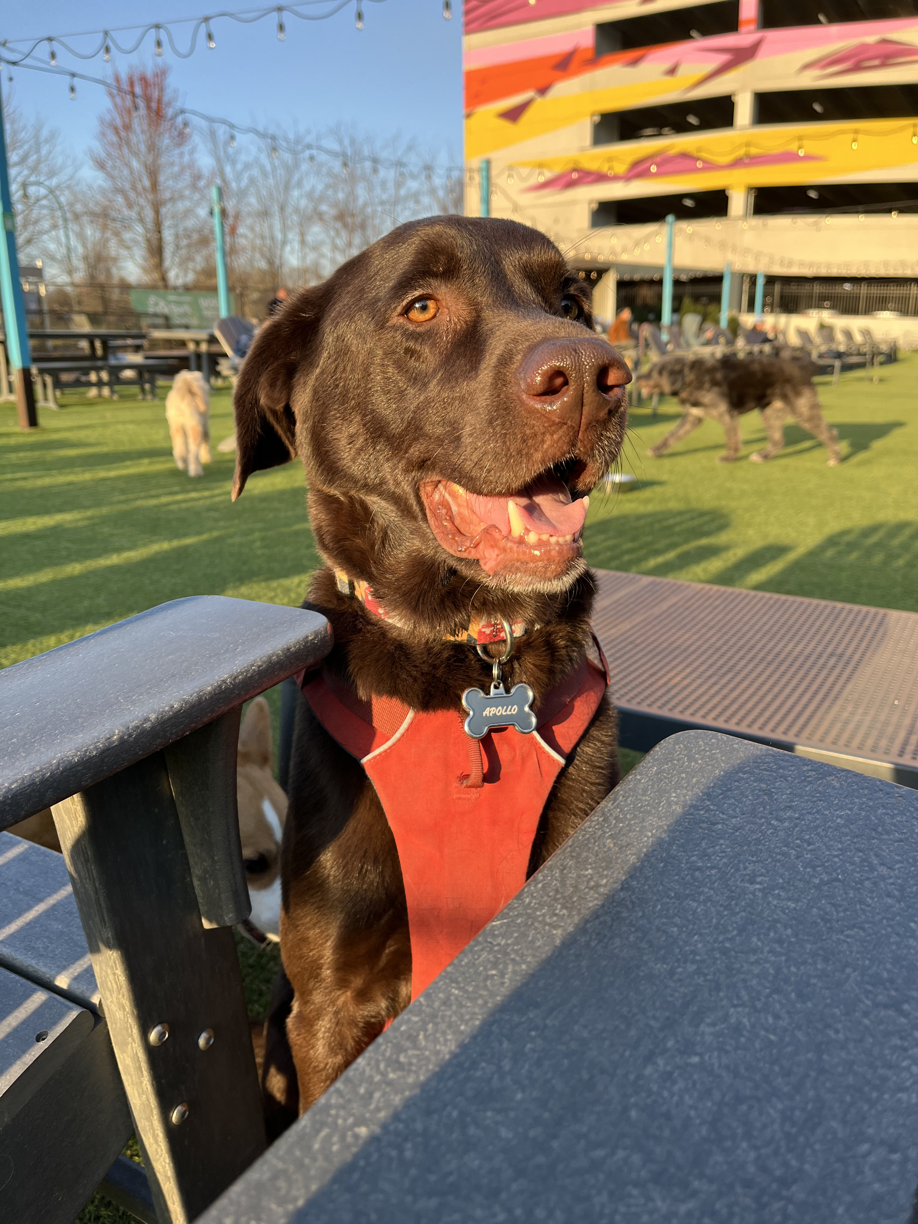 Bark Social